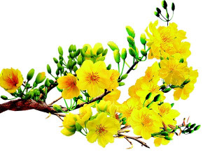 THÔNG BÁO NGHỈ TẾT NGUYÊN ĐÁN